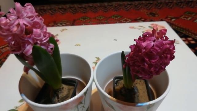 Как быть с выгонкой гиацинтов? Куда девать луковицу? смотреть онлайн