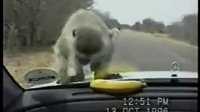 Monkey Torture From Www Metacafe Com