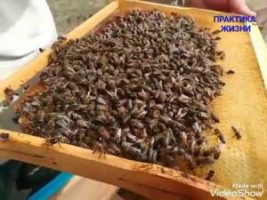 КУПИЛ ПЧЕЛУ С ТРАССЫ КАРПАТКА