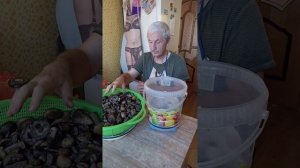 ПОДБЕРЁЗОВИКИ-солим холодным способом.