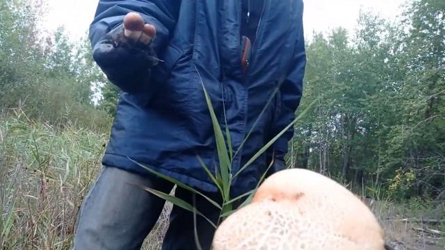 ?Белые грибы ?️Маслята Подосиновики ?в сентябре? смотреть онлайн