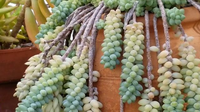 SEDUM MORGANIANUM PLANT смотреть онлайн