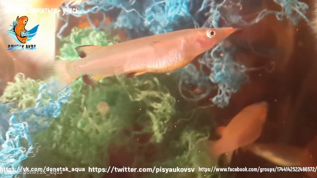 советы по разведению, красно-черный полурыл, Nomorhamphus liemi, как развести, Zierfische, conseils смотреть онлайн