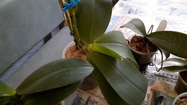 Всё про детки орхидей и как их посадить смотреть онлайн