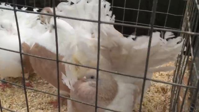 «Голубиный Рай» на Белой Даче 25.11.2017 смотреть онлайн