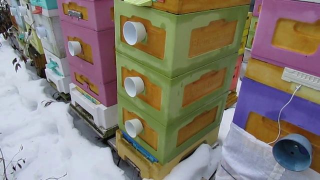 выбор 8 рамочного для заказа улья BienenHaus по акции, для пчеловода с больной спиной