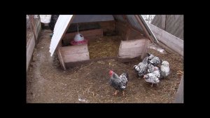 Куры на подворье у Н.И. Золотухина