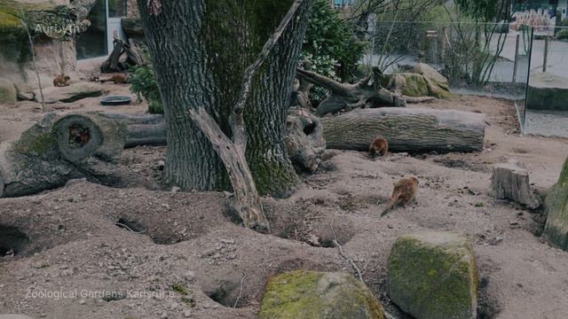 Highlights,  Karlsruhe Zoo