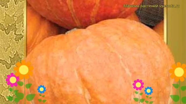 Тыква Россиянка. Краткий обзор, описание характеристик, где купить семена Rossiyanka смотреть онлайн