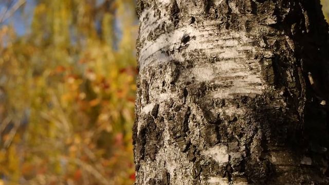 Panasonic Lumix DMC-G6. Тест смотреть онлайн