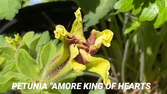 PETUNIA 'AMORE KING OF HEARTS ' смотреть онлайн