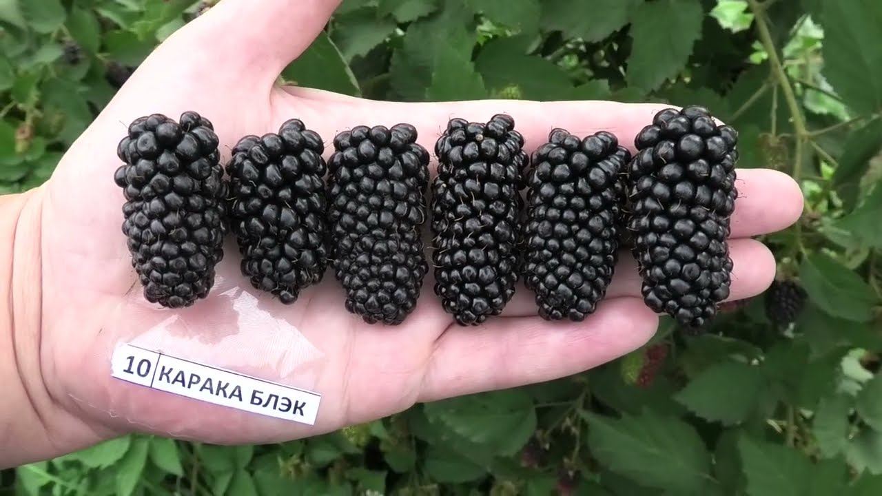 КАРАКА БЛЭК ранний сорт ежевики с крупной вкусной ягодой смотреть онлайн