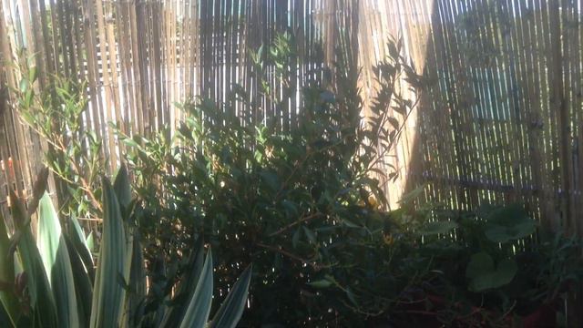 Wow! My Yukka is flower for the first time Part 1 смотреть онлайн