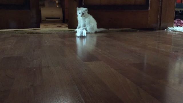 Кот боится мышки 😂😂😂 смотреть онлайн