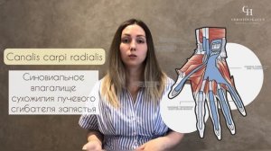 Синовиальные влагалища и каналы кисти | Анатомия