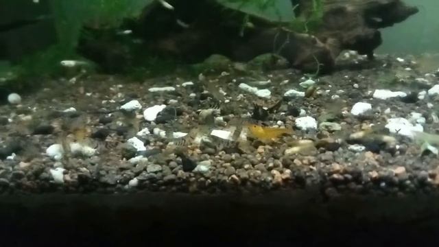 Креветка Тигр Caridina cantonensis sp. tiger смотреть онлайн