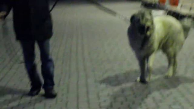 Кавказкая овчарка Гарун Берз-Лой 10 месяцев смотреть онлайн