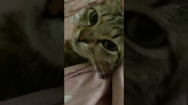 Ласковый котик ищет дом (Молдова) смотреть онлайн
