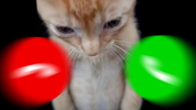 CATS APPLE RINGTONE IPHONE PRO #iphone #cat EP.20 смотреть онлайн
