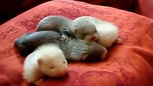 Маленькие хорьки смотреть онлайн