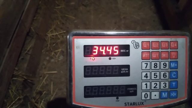 помесный ягненок дорпер+ гисар вес в 3 месяца смотреть онлайн