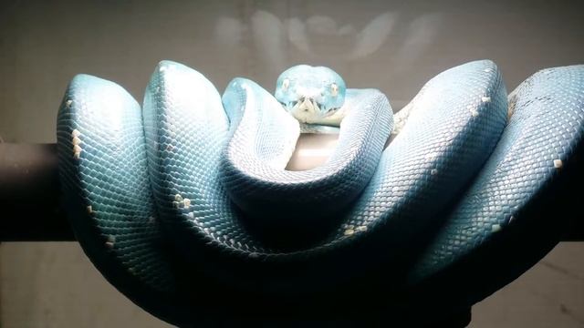 "Aru" Green Tree Python Post Egglaying, Nesting Behaviour смотреть онлайн