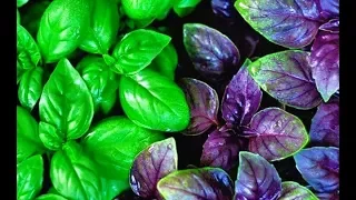 Мелочи Жизни