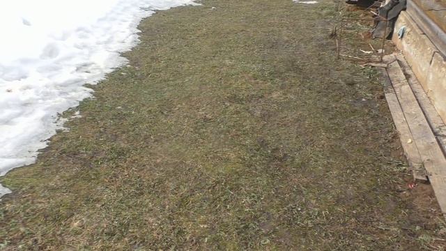 Осмотр сада 11.03.2017 смотреть онлайн