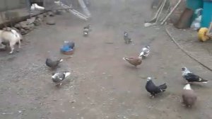 СЕРПАСТЫЕ ГОЛУБИ,,,АЛЕКСАНДРА ТРЕГУБОВА"""г САЛЬСК.МОЕГО ТОВАРИЩА!!!