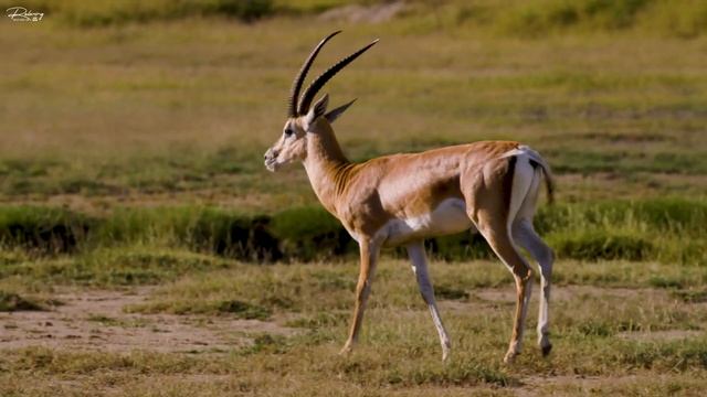 4K African Wildlife : Mole National Park, Ghana - Scenic Wildlife Film With Real Sounds