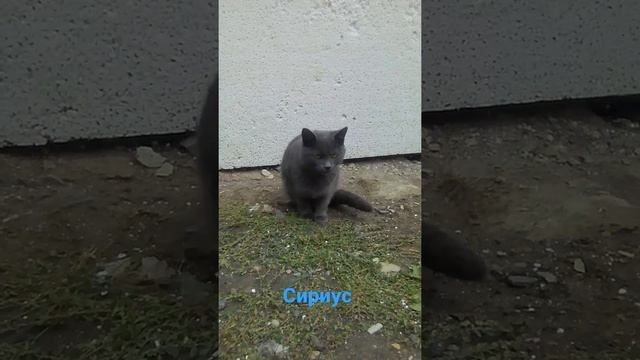? котёнок Сириус. смотреть онлайн