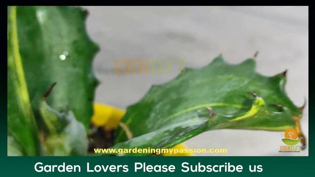 Agave Salmiana var. Ferox Straita | My Agave Collection Plant No 7 | Eden elf's смотреть онлайн