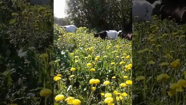 Камерунские козы Продажа ! смотреть онлайн