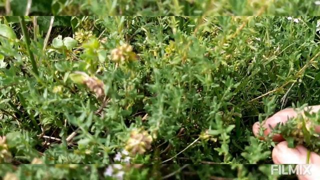 Аптека на грядке. смотреть онлайн