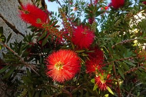 Каллистемон. Обрезка. Формирование кроны (Callistemon)