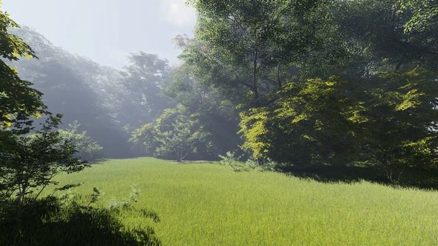 3 hours of natural treatment in forest bathing to refresh the body смотреть онлайн