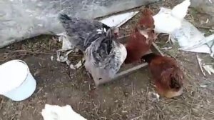 Что едят куры и сколько яиц они снесли 🐔🐓🥚