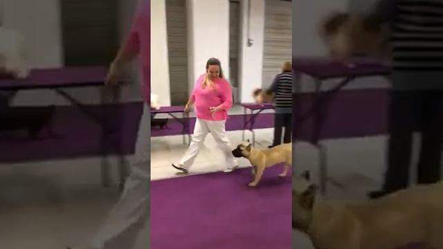 Преса Канарио / Канарский дог. Первая тренировка на выставке смотреть онлайн