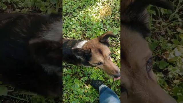Как пес Путик завтракает в парке! Гуляю по парку с любимой собакой Путиком!. смотреть онлайн