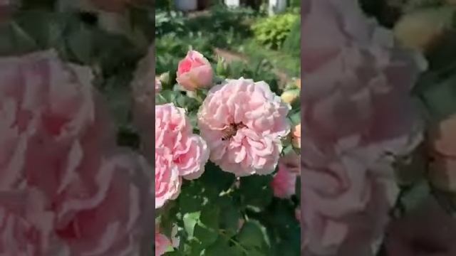 Роза Ютерсейн Розенпринцесса смотреть онлайн