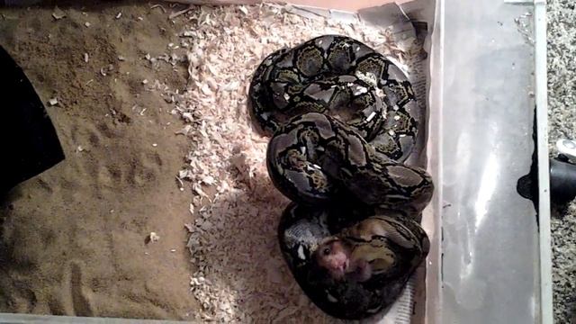 Питон нападает