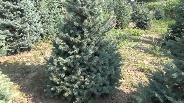 27057 Голубая елка в горшке 1.40 – 1.60 м смотреть онлайн