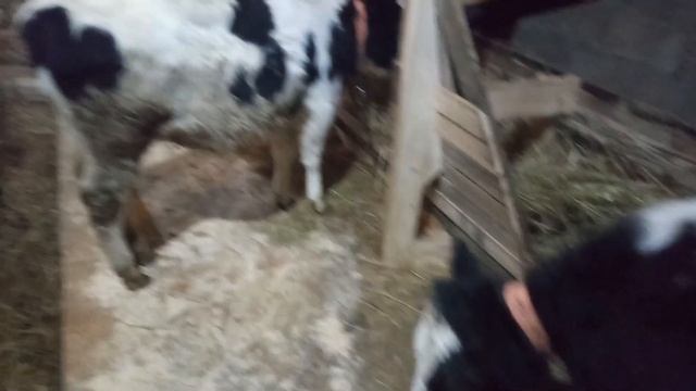 Сарай и телята спустя две недели. смотреть онлайн