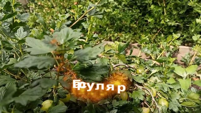 Крыжовник "Грасуляр" смотреть онлайн