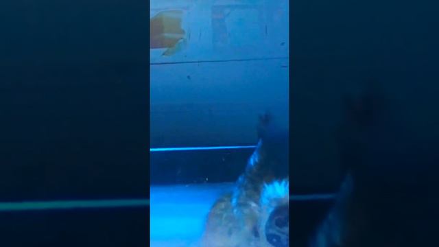 фильм доктор Дулиттл смотреть онлайн