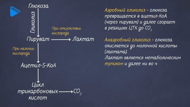 11 Класс - Биология - Развитие жизни в крипнозое смотреть онлайн