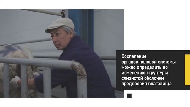 Диагностика гинекологических болезней коров смотреть онлайн