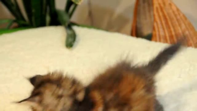 Котенок-девочка мейн-кун Фудзияма черепахового окраса смотреть онлайн