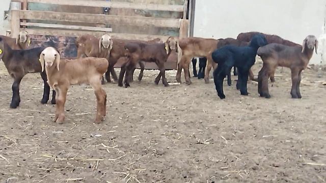 Гиссарские ягнята грубого типа все от Дракулы, теперь окот ждём от других плем.баранов +79054444790 смотреть онлайн