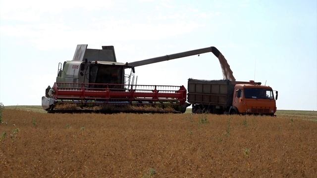 ВЕСТНИК ПРОМАГРО. Компания «Сибагро» завершила уборочную в Белгородской области смотреть онлайн